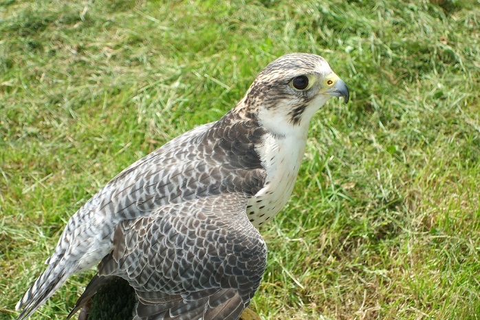 Peregrine Falcon